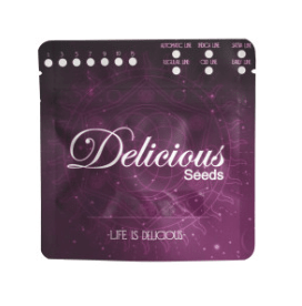 Delicious Seeds Critical Neville Haze Auto 3 unid1