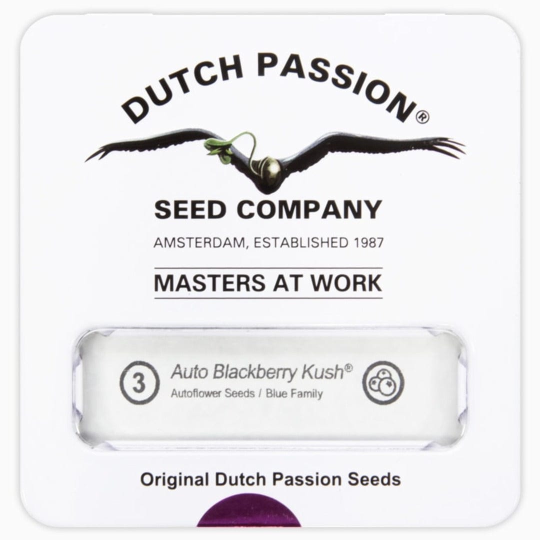 DUTCH PASSION AUTO BLACKBERRY KUSH1