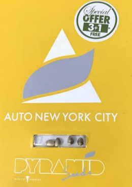 PYRAMID SEEDS AUTO NEW YORK CITY 3+1 UNID1