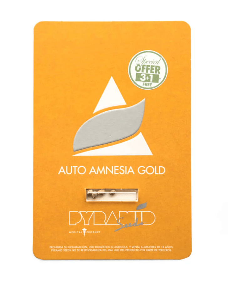 PYRAMID SEEDS AUTO AMENSIA GOLD1