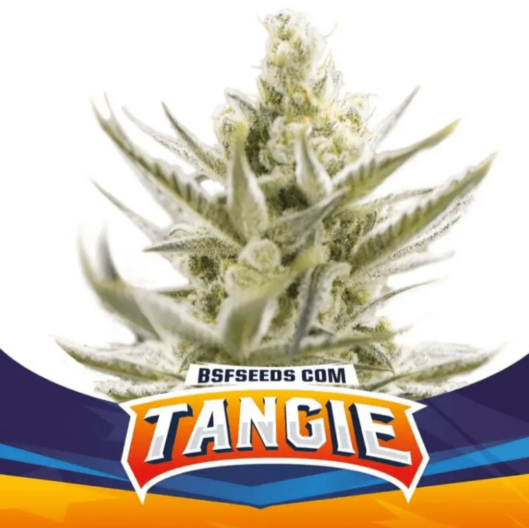 Bsf Seeds Tangie Auto XXL 4 UNID1
