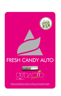 Pyramid seeds Auto Fresh Candy 3+1 unid1
