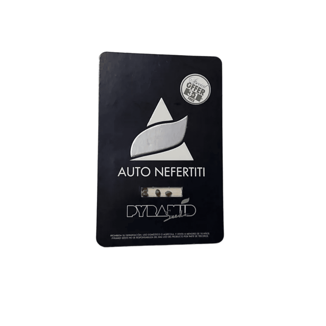 PYRAMID SEEDS AUTO NEFERTITI1