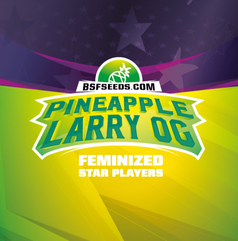 Star Player Pineapple Larry -  Bsf Seeds 4 unid1