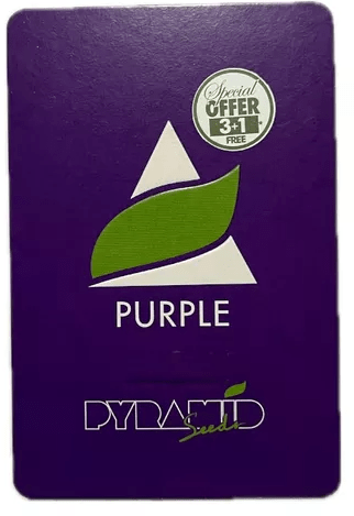 PYRAMID SEEDS PURPLE FEM 3+1 UNID1