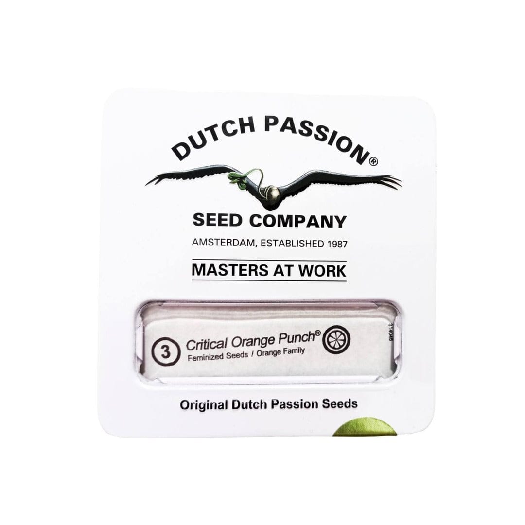 DUTCH PASSION FEM CRITICAL ORANGE PUNCH1