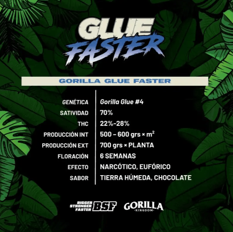 BSF SEEDS GORILLA GLUE FASTER 2 UNI1