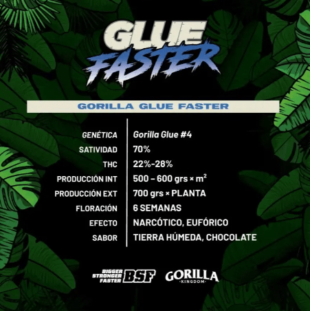 BSF SEEDS GORILLA GLUE FASTER 2 UNI2