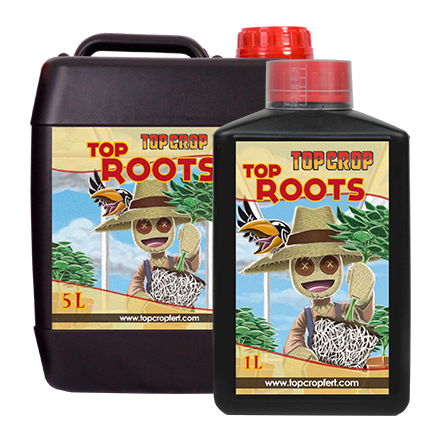 TOP CROP TOP ROOTS1