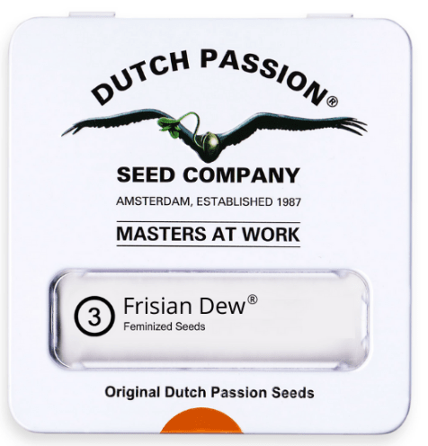 DUTCH PASSION FRISIAN DEW FEM X31