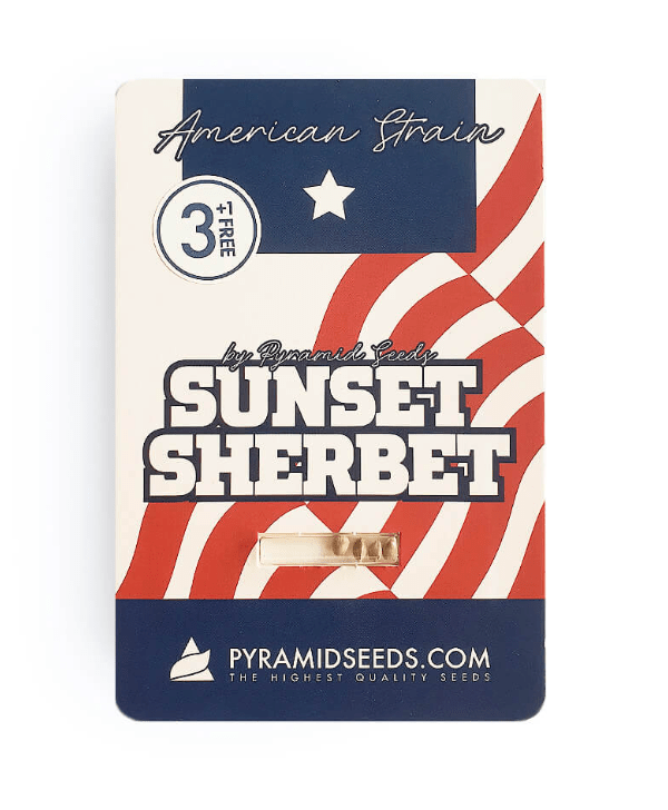 sunset sherbet fem 3 uni pyramid seeds1