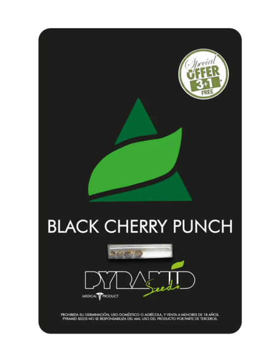 BLACK CHERRY PUNCH PYRAMID SEEDS 3+1 UNID1