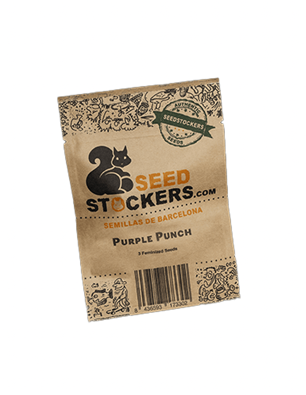SEED STOCKERS AUTO PURPLE PUNCH 3 UN1
