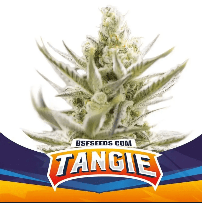 Bsf Seeds Tangie Auto XXL1