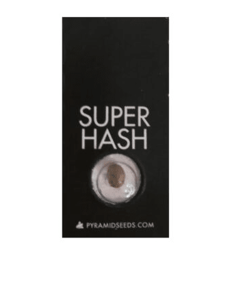 PYRAMID SEEDS FEM SUPER HASH 1 UNID1
