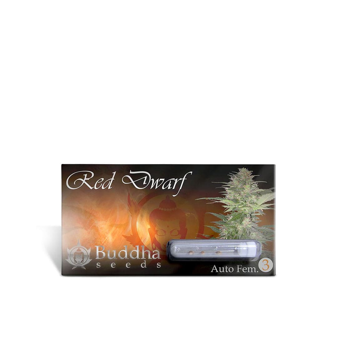 BUDDHA SEEDS RED DWARF AUTO1