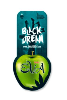 EVA SEEDS BLACK DREAM 3+1 UN1