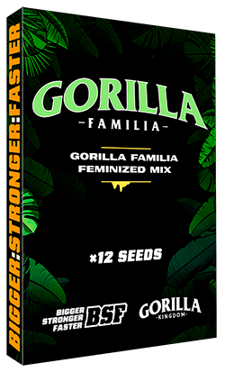 GORILLA FAMILIA BSF MIX 12 unid1