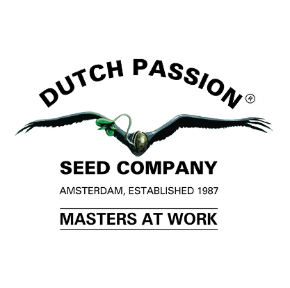 WHITE WIDOW FEM 3 UNID DUTCH PASSION1