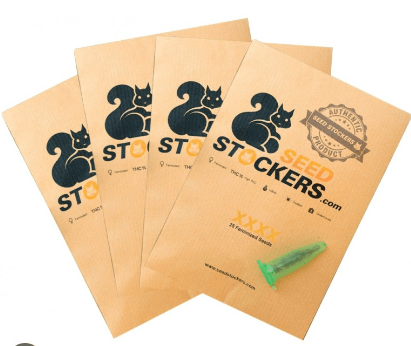 STOCKERS SEEDS CBD 1:1 SILVER LIME HAZE AUTO 3 unidades1