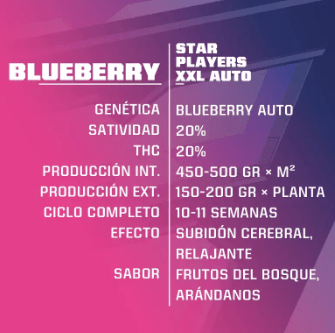 BSF SEEDS BLUEBERRY XXL AUTO 4UNID1