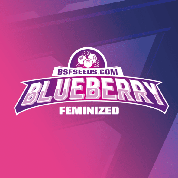 BSF SEEDS FEM BLUEBERRY X4 UNID1
