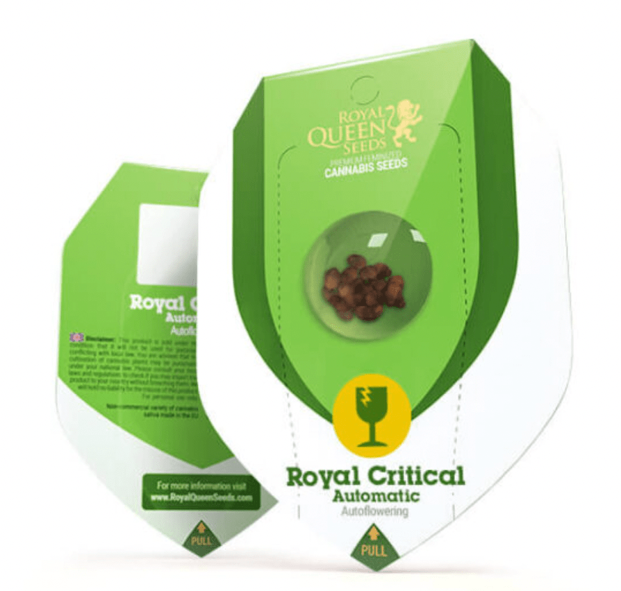 ROYAL CRITICAL AUTO 3 UNID - ROYAL QUEEN SEEDS1