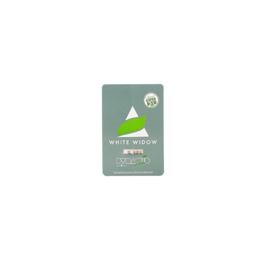 PYRAMID SEEDS FEM WHITE WIDOW1