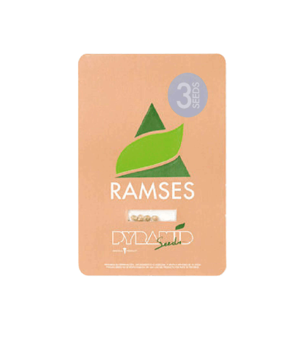 PYRAMID SEEDS RAMSES FEM 3+1 UNIDAD1