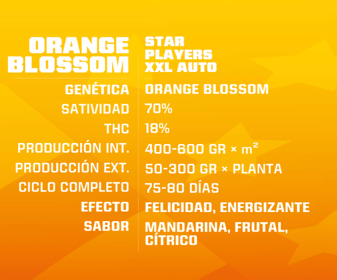 Bsf seeds Orange Blossom Xxl Auto X21