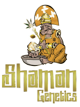 SHAMAN SEEDS CBD 77 FEM 5 UNI1