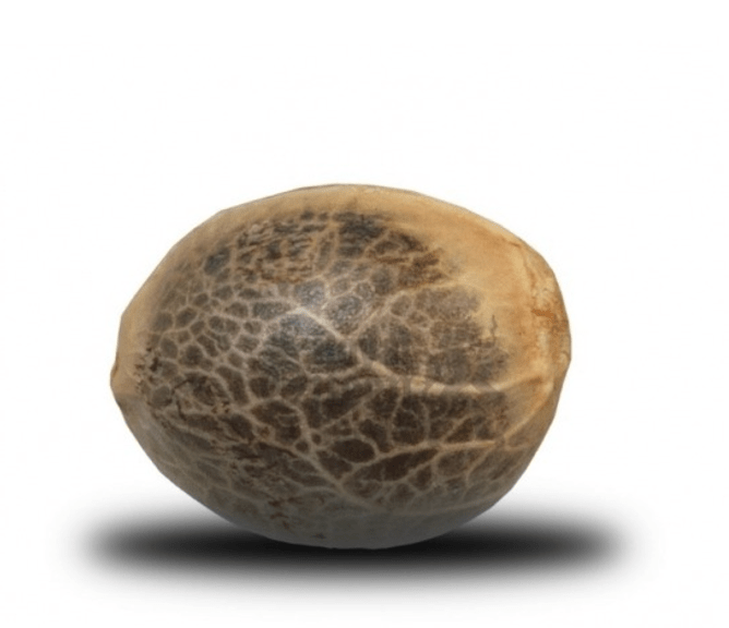 GRANEL AUTO CRITICAL + 1 UNI1