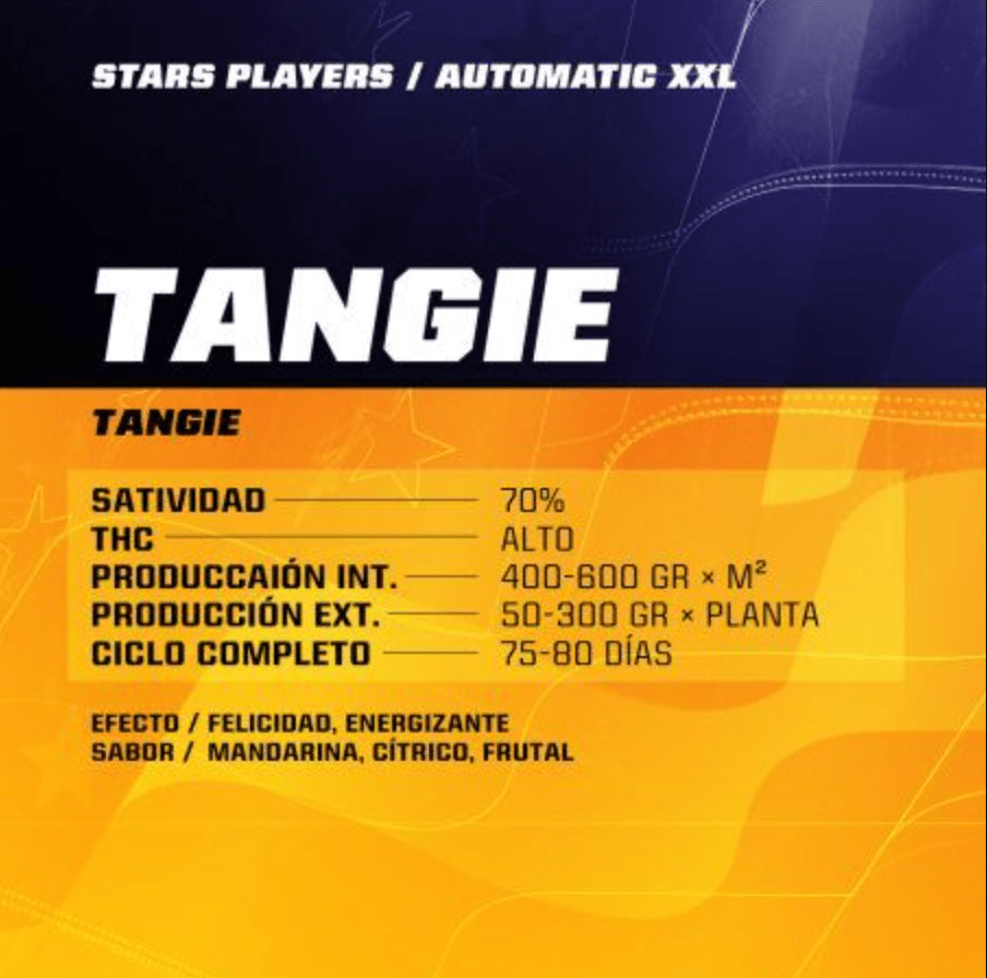 BSF SEEDS TANGIE XXL AUTO 12 UNID1