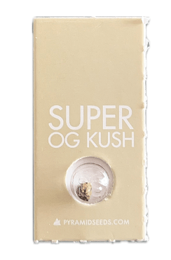 PYRAMID SEEDS SUPER OG KUSH FEM 3+1 UNID1