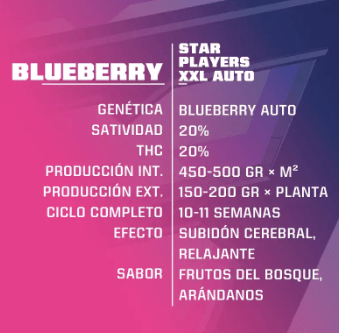 BSF SEEDS BLUEBERRY XXL AUTO 2 UNID1