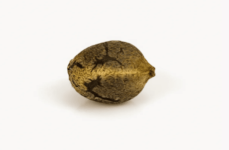 GRANEL AUTO GORILLA GLUE1