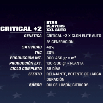 BSF SEEDS CRITICAL +2 XXL AUTO X41