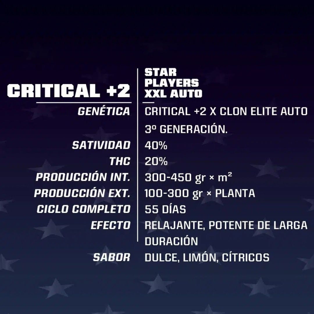 BSF SEEDS CRITICAL +2 XXL AUTO X21