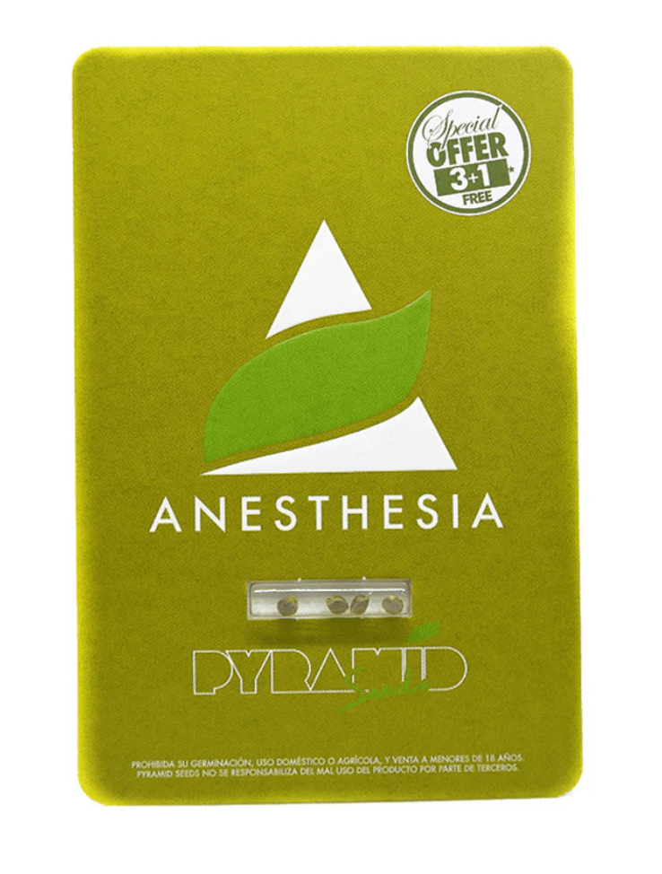 PYRAMID SEEDS ANESTHESIA FEM 3+11
