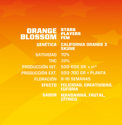 BSF SEEDS ORANGE BLOSSOM AUTO X121