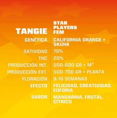 BSF SEEDS TANGIE X21