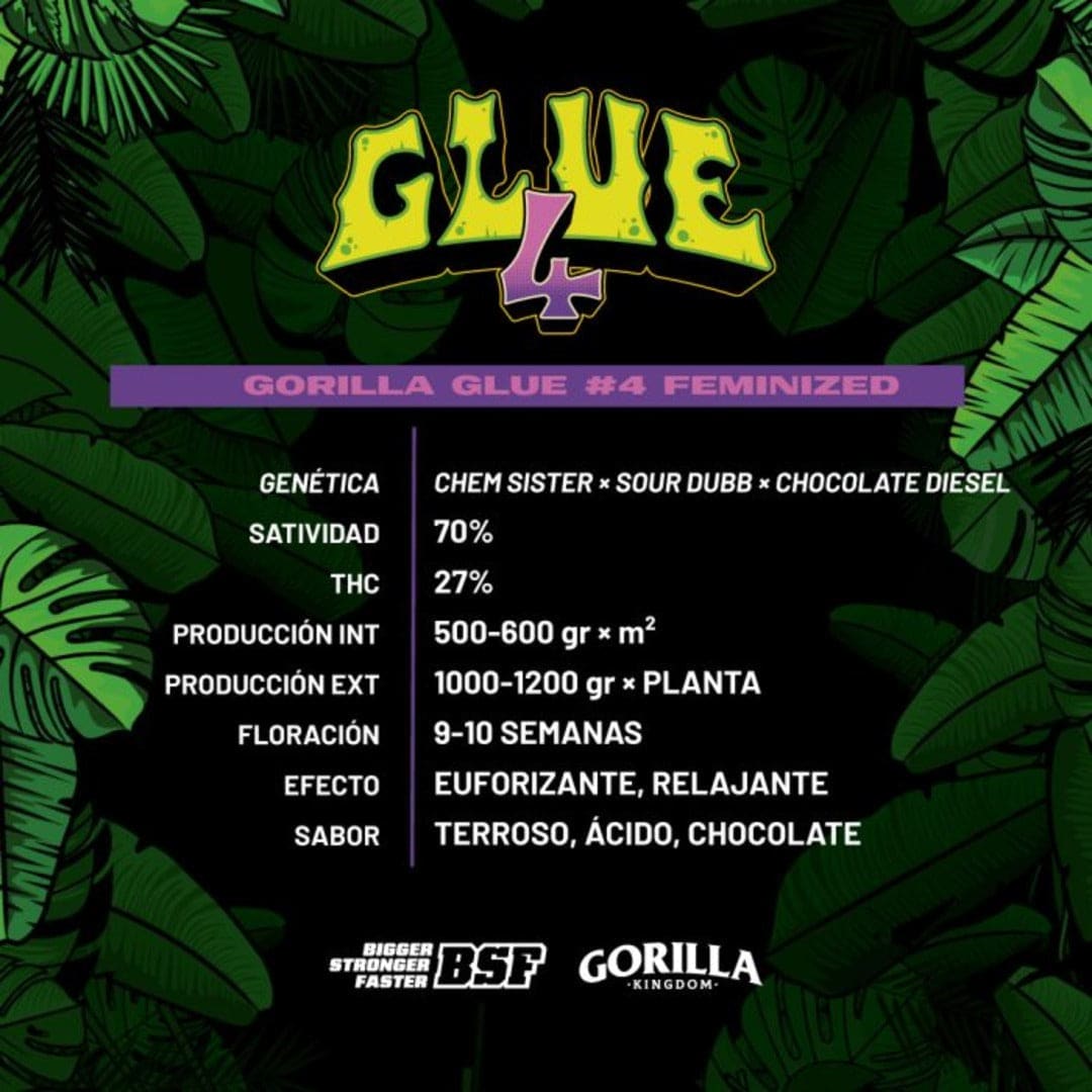 Gorilla #4 FEM- Pack 50 semillas - BSF1