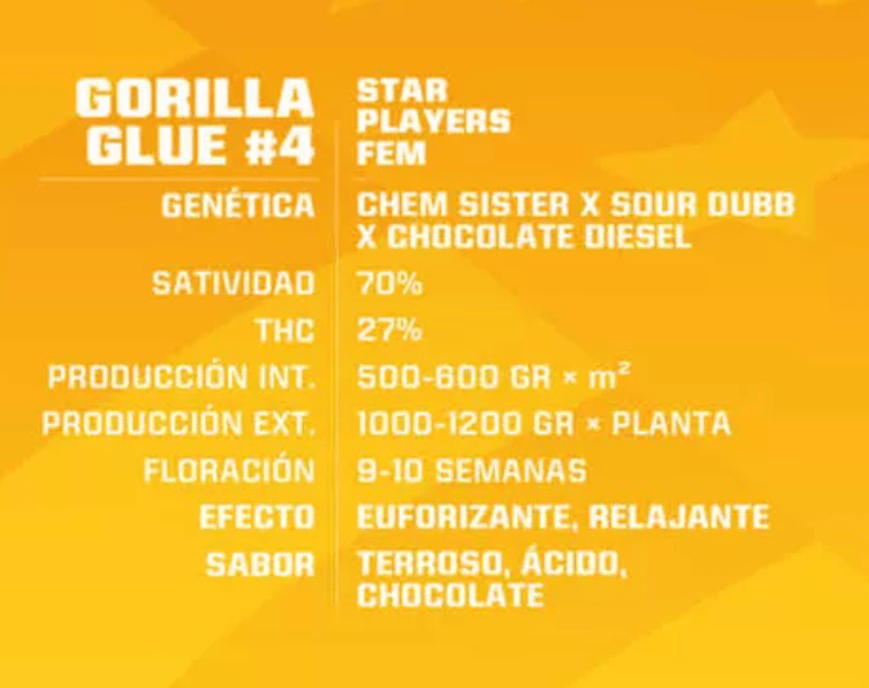 Gorilla #4 FEM- Pack 500 semillas - BSF1