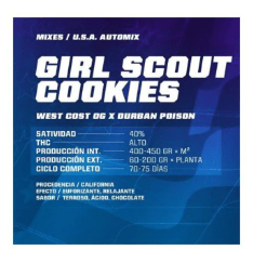 Double cookies AUTO - Pack 100 semillas – BSF1
