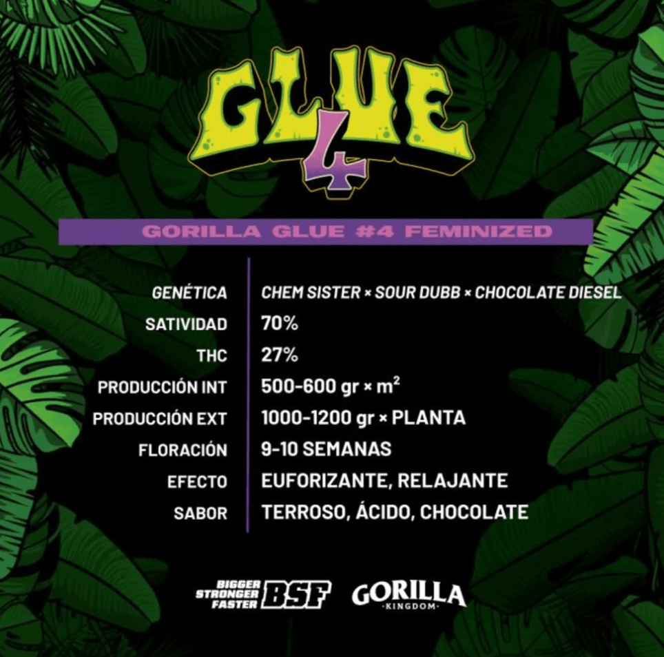 Gorilla Faster AUTO – Pack 1000 semillas – BSF1
