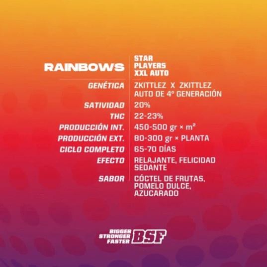 BSF SEEDS RAINBOWS XXL AUTO X41