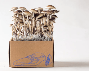 Kit Cultivo Hongos Esporarte NEPAL1