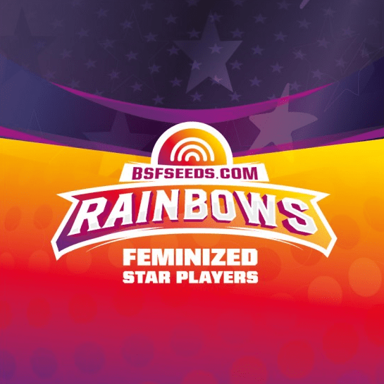 BSF SEEDS FEM RAINBOWM X121