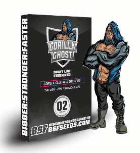 BSF SEEDS GORILLA GHOST 12 UN1