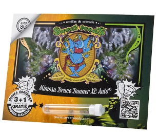 SWEET SEEDS MIMOSA BRUCE BANNER XL AUTO X251